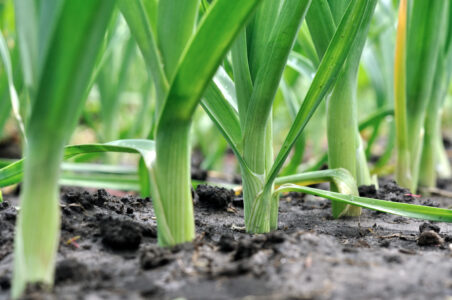 Ep. 151 Planting Fall Garden Crops Image